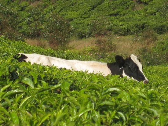 Auch Kuehe trifft man auf den einsamen Wegen durch die Plantagen ab und an mal an