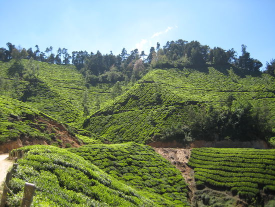 Tee, Tee und nochmals Tee