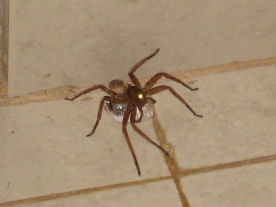 Das Objekt des Grauens...