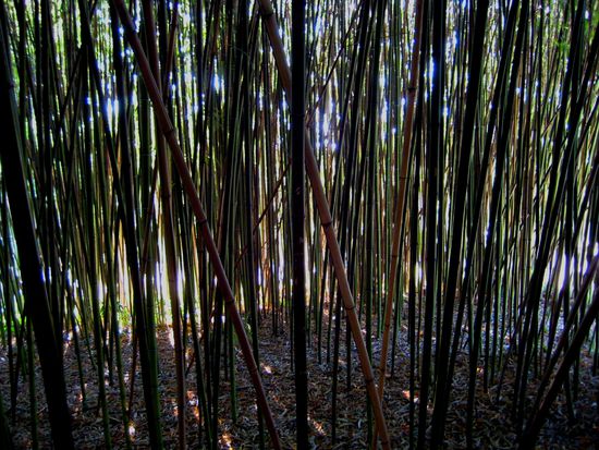 im Botanischen Garten