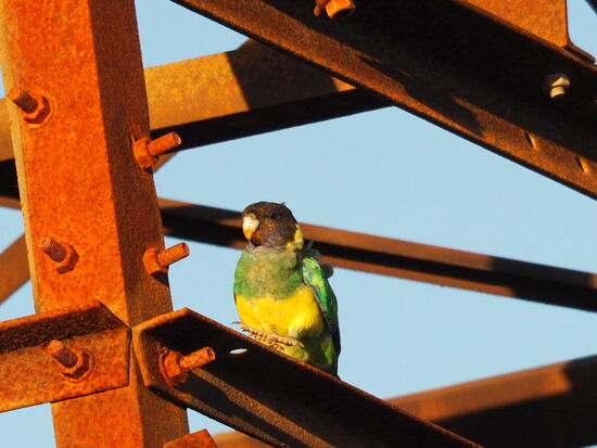 Auch die Vögel geniessen die letzten Sonnenstrahlen in den Abendstunden