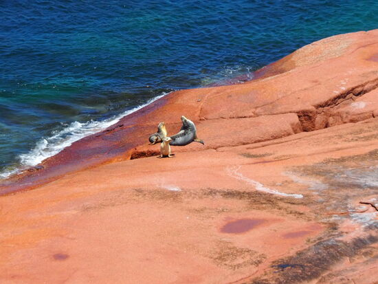 Seelöwen-Kolonie in Point Labatt