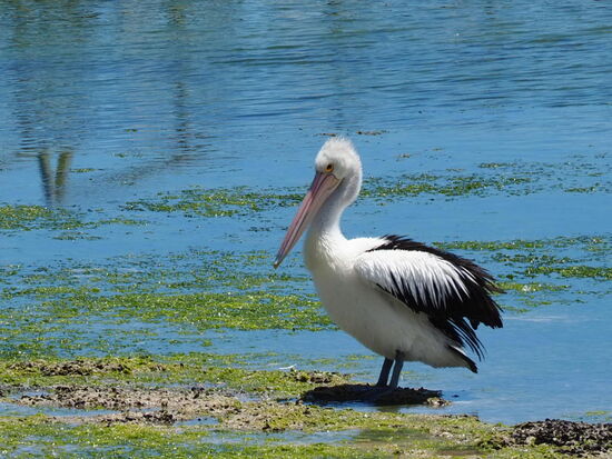 Weiter vorne nach der Austernfarm entdecken wir eine kleine Gruppe Pelikane, das sind majestätische Vögel. Faszinierend. Wenn sie fliegen, dann gleiten sie regelrecht durch die Lüfte, die Flügel hört man beinahe nicht schlagen - im Gegensatz zu den Krähen hier, die machen vielleicht einen Lärm, nicht nur im Flug, auch wenn sie krähen - in der Kultur der Aboriginis haben Pelikane ebenfalls eine sehr grosse Bedeutung.