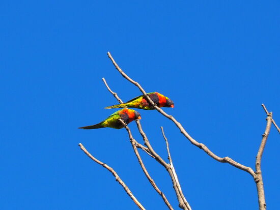 Lori's (Papageien)
Lori's sind kleine bis mittelgrosse, farbenprächtige, baumbewohnende Papageien.