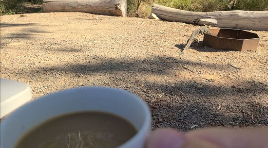 Harrys Kaffee von heute Morgen mit dem Waran der in den Firepit schaut, ob es da noch was feines gibt. Allerdings ist ja Bush-Fire-Saison und somit sind Feuer sowieso verboten.