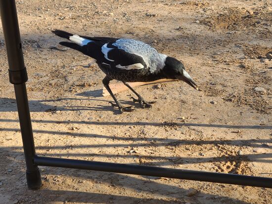 Vögel sind ja bekanntlich schlau, dieser kleine Kerl hat richtig gejammert, bis ich mich erbarmte, ihm ein paar Sonnenblumenkerne zu geben, man sollte ja die Tiere nicht füttern. Natürlich kamen dann noch andere dazu aber diese waren allesamt viel grösser und wir beliessen es dabei, nur den kleinen zu füttern.