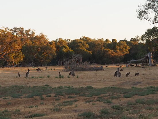 Auf dem Weg zum Campground fanden wir dann auch unsere ersten Kängurus und ich sichtete sogar eine Mama mit ihrem Jungen im Beutel - dieses Glücksgefühl die Tier in natura zu sehen, kann man schwer beschreiben, man darf es einfach fühlen und geniessen.