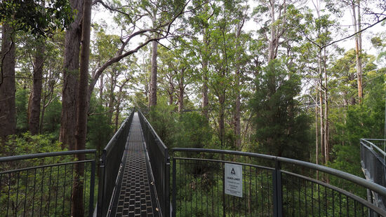 Tree Top Walk Vally of the Giants