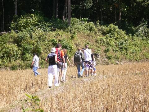 Franzosen, Schweden, Deutsche und Thais durch Reisfelder auf dem Weg zum Wasserfall