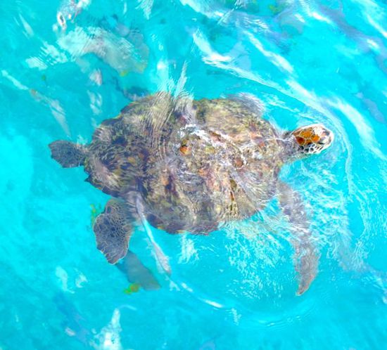 ferngesteuerte Turtle No. 2