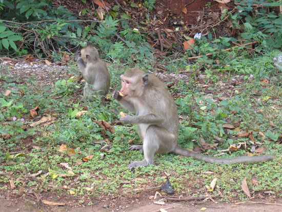 Affenbande im Sai Yok Nationalpark