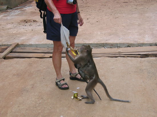 Affe beklaut Touri-Dame