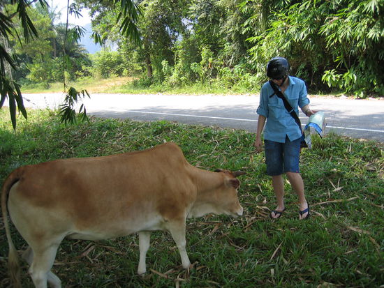 Irgendwie wollte die Kuh keine Auskunft nach dem Weg erteilen,- dafuer aber kuscheln (auf Kuhart allerdings).