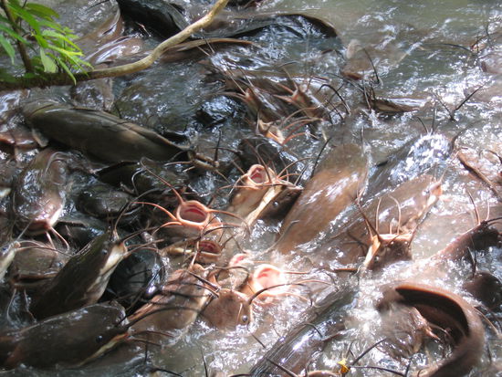 Catfishfarm nahe Klong Munang, Krabi