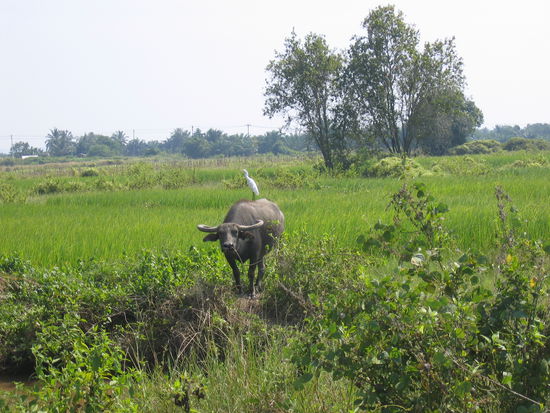 Irgendwo in der Pampa hat sich ein kleiner Reiher wohl versehentlich einen Wasserbueffel eingetreten.