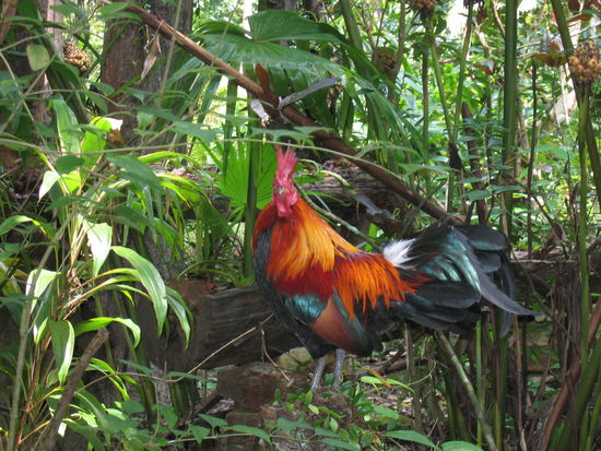 Hatschiii... Vogelgrippe?