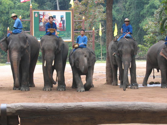 Elephant Conservation Center, Lampang