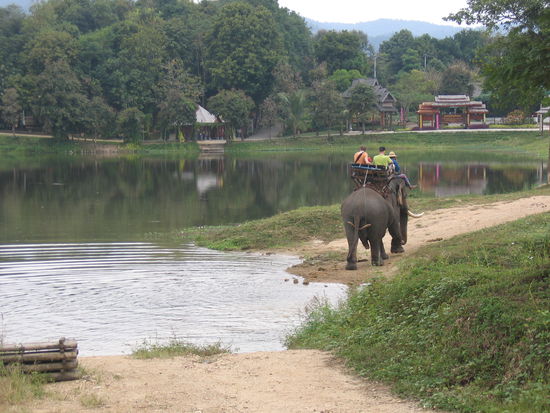 Elephant Conservation Center, Lampang