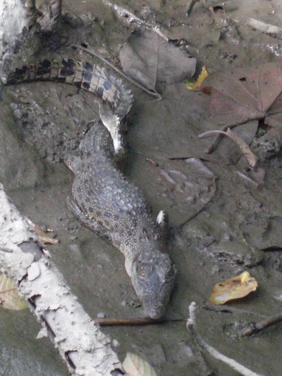 War noch ziehmlich klein