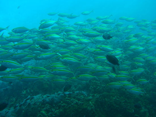 Einmalige Unterwasserwelt vor Koh Tao