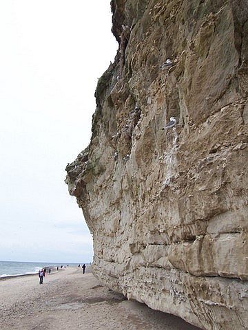 Vogelfelsen Bulbjerg in Jutland, Denmark