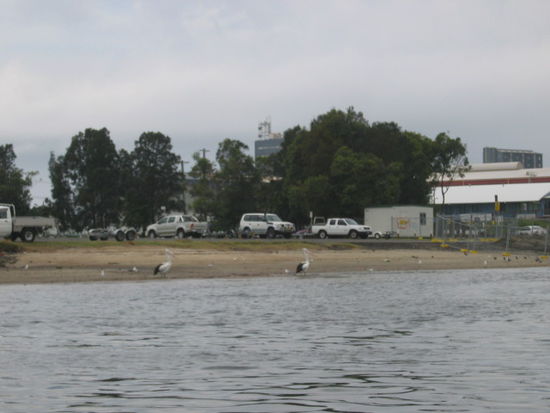 zwei Pelikane am Strand
