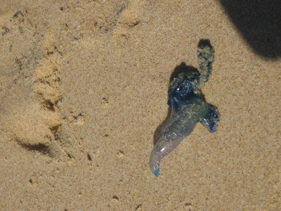 ein bluebottle jellyfish
