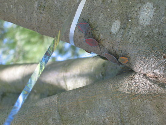 auch ein paar Red-Backs haben mitgefeiert