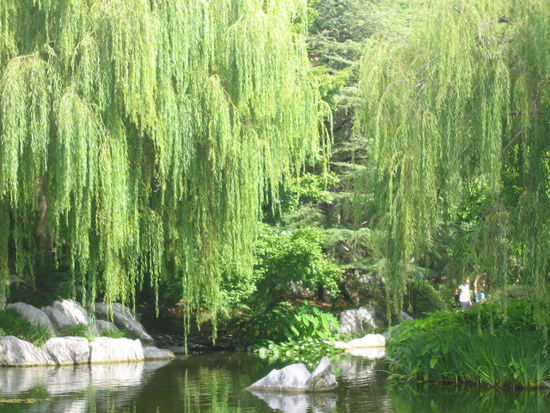 der Teich in Mitten von Trauerweiden