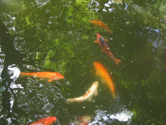 Koi-fishes