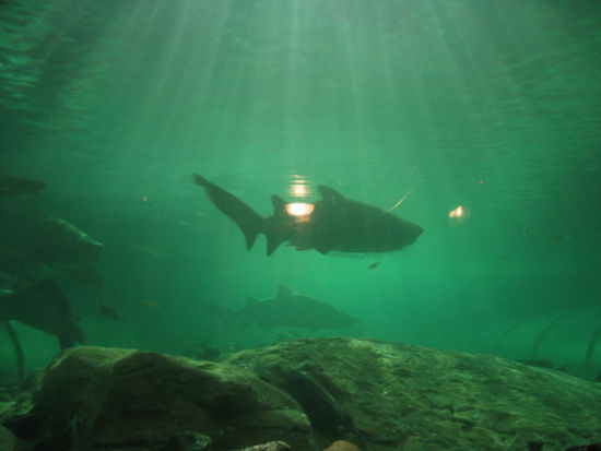 ein suesses Wassertierchen 