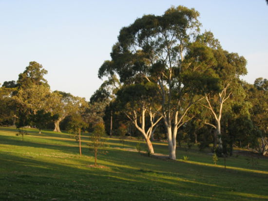 durch seine unzaehlige Vielfalt an Baumarten wirklich einzigartig