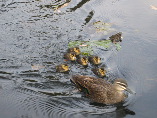 Ne Mama mit ihren 6 suessen Entchen