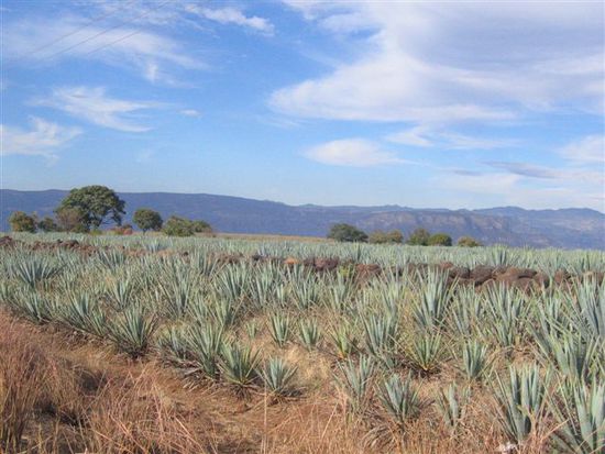 Rund um Tequila wächst der Rohstoff für den Tequila: Agaven.