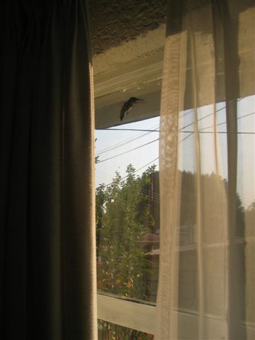 Der Kolibri wollte fliehen und ist immer wieder in die Fensterscheibe geflogen.