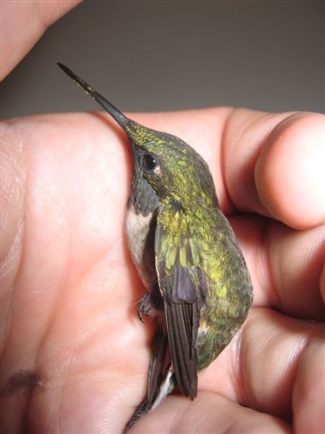 Nach ca. 20 Minuten war der Vogel wieder fit zum weiterfliegen.
