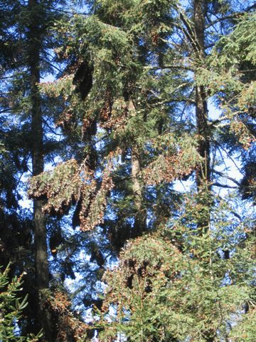 Die Schmetterlinge hängen an den Fichten. Sobald die Sonne auf sie scheint, fangen sie an umher zu fliegen.