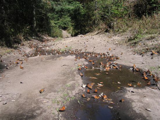 Die Tiere befinden sich zu vor allem bei Wasserstellen.
