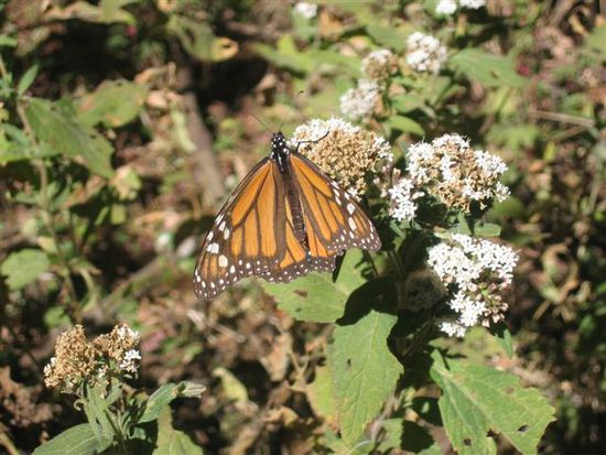 Mariposa Monarca