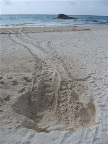 Schildkröten legen ihre Eier am Strand ab.