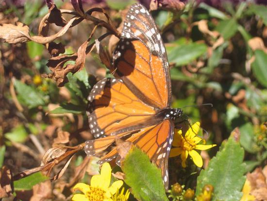 Die Tiere fliegen im Herbst von Kanada / USA in das zentrale Hochland von Mexiko um zu überwintern.