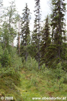 Urwald in Norwegen