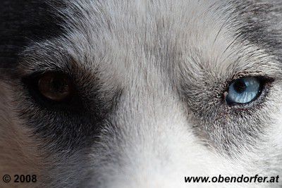 Diese Augen