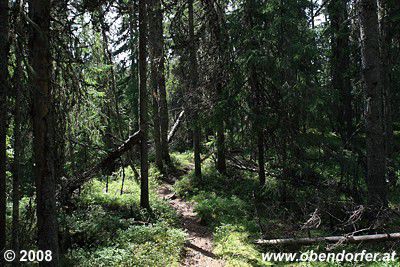 Pfad durch den "Urwald"