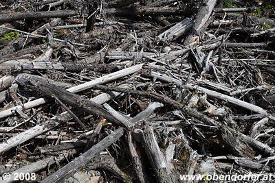 tote Holzmassen