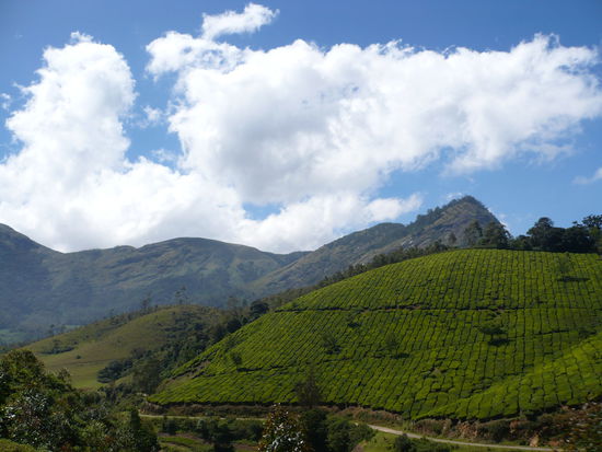 Munnar, in den Bergen Keralas in Indien