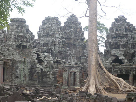 Die Tempel fallen nun nach der Reihe alle zusammen, aber es ist so beeindruckend, wie diese riesigen Baeume alles ueberwuchern!