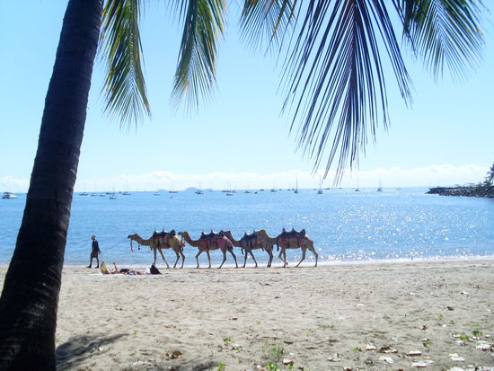 Airlie Beach =)
Der Strand ist eigentlich ziemlich klein und gibt nicht sehr viel her, weshalb alle im "Freibad" sind