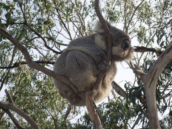 Und natuerlich..was waere Australien ohne die Klischekoalas und Kangaroos?