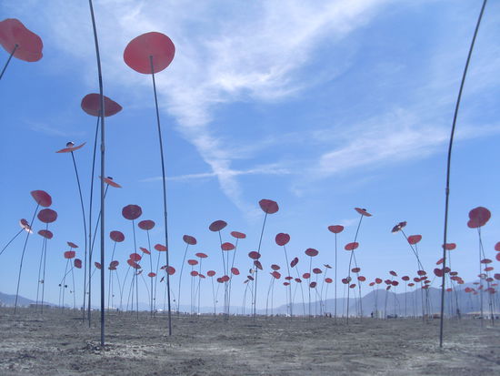 Ein Feld..mitten in der Wueste